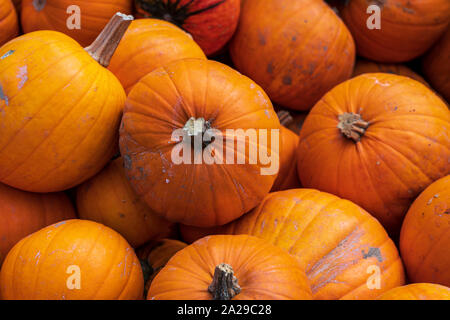 orange pumpkin freshly harvested, Cucurbita pepo Stock Photo