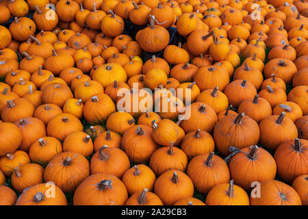 orange pumpkin freshly harvested, Cucurbita pepo Stock Photo