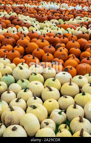 orange and white pumpkin varieties freshly harvested Stock Photo