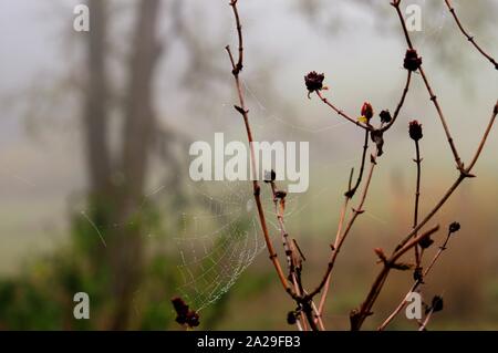 Spider web built on the twigs of a plant with drops of dew on it on a foggy morning. Stock Photo