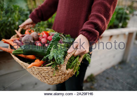 Close up woman holding basket of fresh harvested vegetables in garden