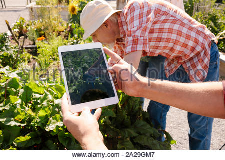 Personal perspective man with digital tablet camera photographing plants in sunny garden
