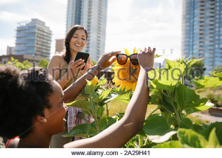 Playful young women friends putting sunglasses on sunflower in sunny, urban community garden