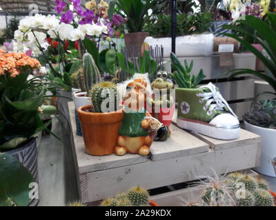 Worcester, England, United Kingdom, 29/09/2019, Selection of Cacti and Succulents on a floral display for sale. Stock Photo