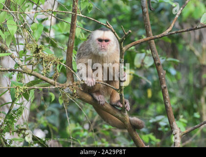 White-fronted capuchin monkey (Cebus albifrons), Copalinga, Podocarpus National Park, Zamora, Ecuador Stock Photo