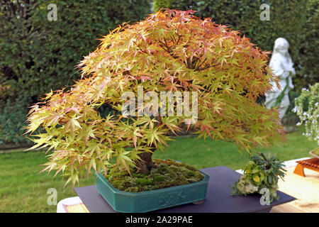 An old Japanese Maple bonsai is on display at the 2019 Cleveland Bonsai Club fall show in Rockefeller Park in Cleveland, Ohio, USA. Stock Photo
