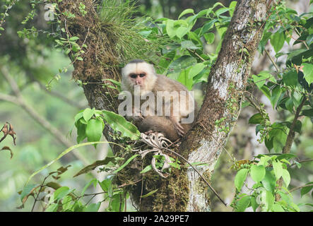 White-fronted capuchin monkey (Cebus albifrons), Copalinga, Podocarpus National Park, Zamora, Ecuador Stock Photo