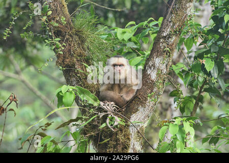 White-fronted capuchin monkey (Cebus albifrons), Copalinga, Podocarpus National Park, Zamora, Ecuador Stock Photo