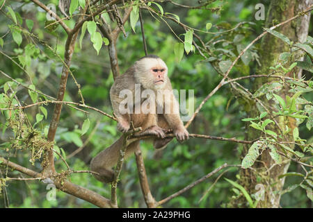 White-fronted capuchin monkey (Cebus albifrons), Copalinga, Podocarpus National Park, Zamora, Ecuador Stock Photo