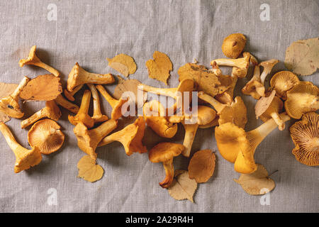 Forest chanterelle mushrooms, raw uncooked, with yellow autumn leaves over grey linen table cloth as background. Flat lay, space Stock Photo