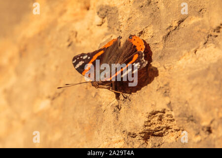 Colorful butterfly on a brown house wall on a sunny day on the move. Insect with orange and brown wings as well as antennae and eyes in macro shot Stock Photo