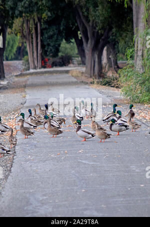 flock of Mallard ducks,  Anas platyrhynchos, on  the Alameda creek trail in California Stock Photo