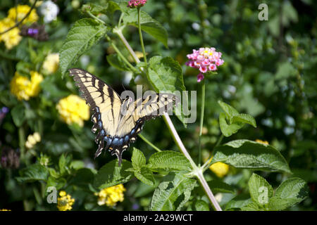 Eastern Tiger Swallowtail perched on pink flower view from top Stock Photo