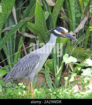 Yellow crowned night heron in garden, Jamaica Stock Photo