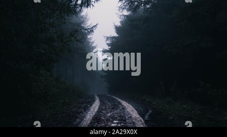 A muddy track through an atmospheric conifer forest. On a moody, misty day. With a matte edit. Stock Photo