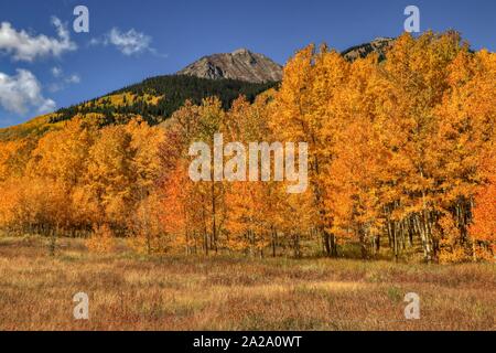 Colorado Quaking Aspen Trees Stock Photo