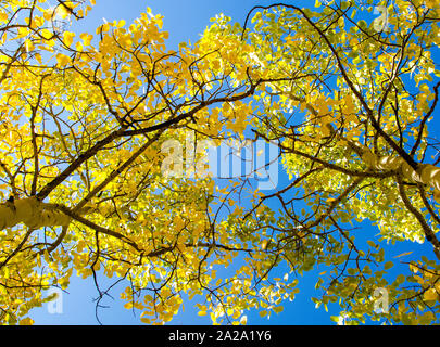 Fall Colors on Colorado Aspen Trees Stock Photo