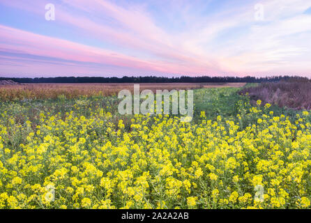 Sunset over the autumn field in the Kiev region, Ukraine. In the foreground are beautiful rapeseed flowers. Stock Photo