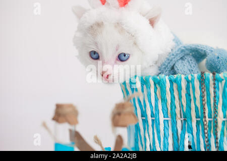 A cat in bunny ears. A kitten in a rabbit costume is sitting in a blue basket. Cute pets. Stock Photo