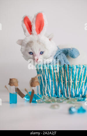 Kitten dressed as a hare. Cat in rabbit ears. The kitten sits in a blue basket. Cute pets close up. Stock Photo