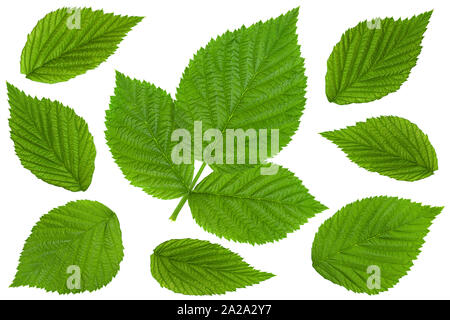 Raspberry leaf closeup set isolated on white background Stock Photo