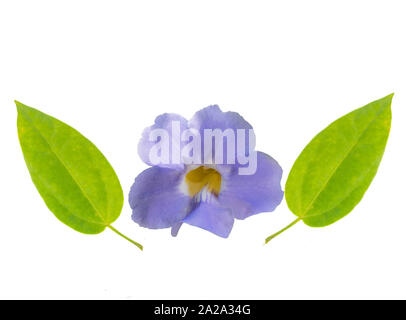 Laurel clock vine, Blue trumpet vine,Thunbergia laurifolia, Acanthaceae, flower and leaf vine with isolated white background.The herb for detoxing the Stock Photo