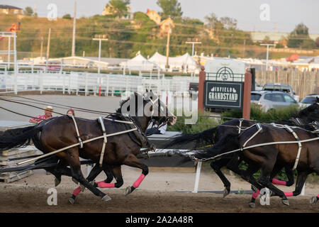 July 09 2019 - Calgary, Alberta, Canada - Horses running in the chuckwagon races Stock Photo