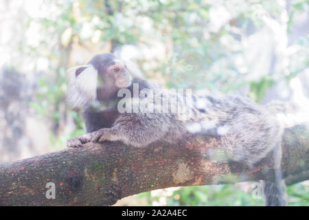 Gibbons sleeps on wooden trunks. Stock Photo