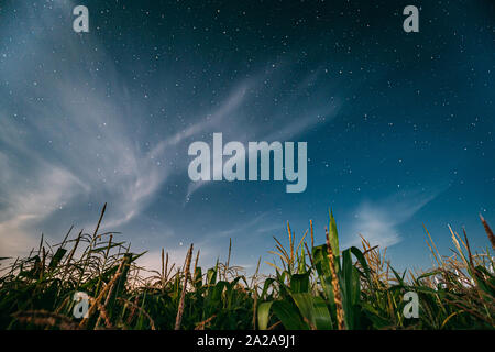 Night Starry Sky Above Green Maize Corn Field Plantation In Summer Agricultural Season. Night Stars Above Cornfield In August Month. Stock Photo