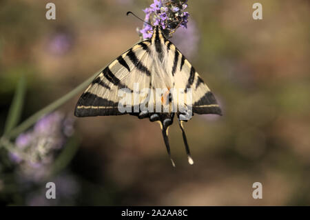 Iphiclides podalirius; scarce swallowtail butterfly in rural Tuscany Stock Photo