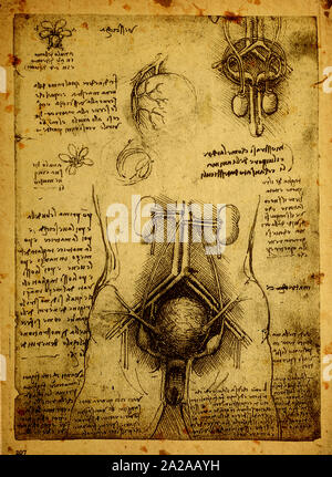 Close up of Old anatomy drawings by Leonardo Da Vinci Stock Photo