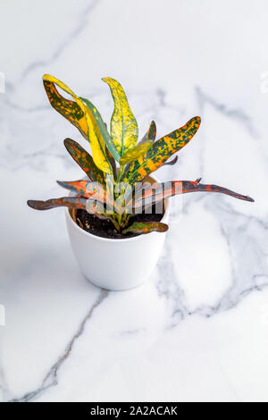 Croton red banana on white marble background