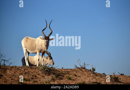 Addax (Addax nasomaculatus) in  the Souss Massa National Park. Morocco Stock Photo