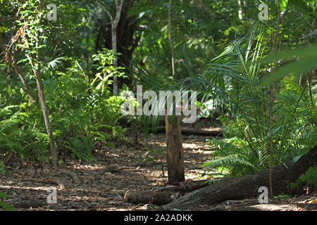 Inside of Jozani forest, Jozani-Chwanga Bay National Park, Zanzibar, Unguja Island, Tanzania. Stock Photo