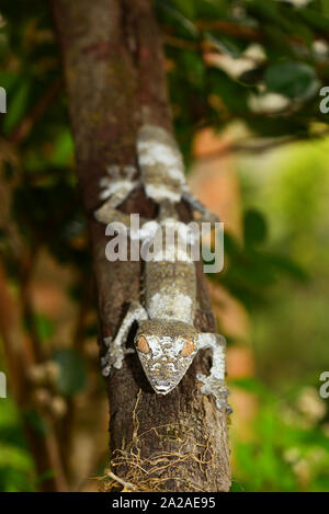 Mossy leaf-tailed gecko (Uroplatus sikorae) on a tree. Andasibe National Park, Madagascar Stock Photo