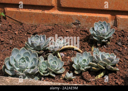 Echeveria growing in garden, Moreleta Park, Pretoria, Gauteng Province, South Africa. Stock Photo