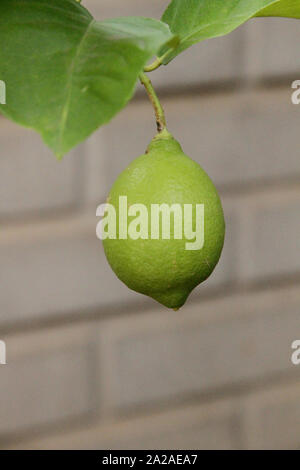Unripe Lemon on a lemon tree in a garden, Moreleta Park, Pretoria, Gauteng Province, South Africa. Stock Photo