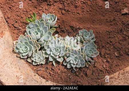 Echeveria growing in garden, Moreleta Park, Pretoria, Gauteng Province, South Africa. Stock Photo