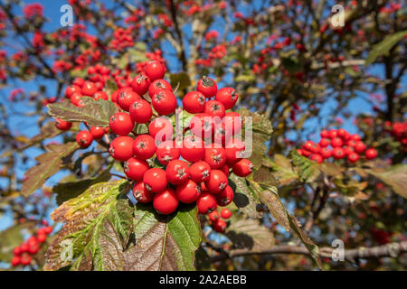 Sorbus × hybrida berries against blue sky, Finland Stock Photo