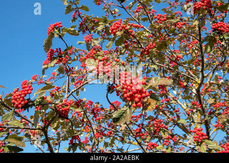 Sorbus × hybrida berries against blue sky, Finland Stock Photo