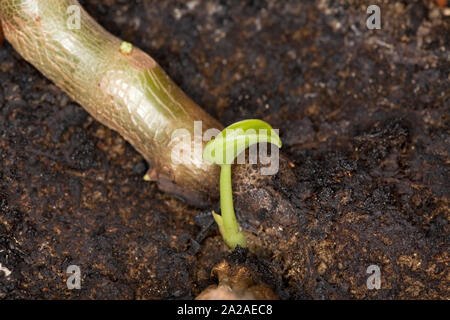 Pilea peperomioides,  chinese money plant with small root plantlet Stock Photo