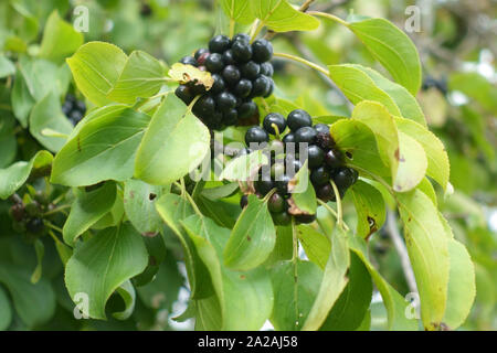 Leaves and berries of common or purging buckthorn (Rhamnus cathartica) in late summer, Berkshire, August Stock Photo