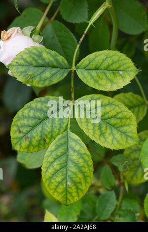 Dark veins and yellow interveinal chlorosis, a symptoms of iron deficiency on ornamental garden rose leaves, Berkshire, August Stock Photo