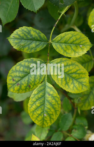 Dark veins and yellow interveinal chlorosis, a symptoms of iron deficiency on ornamental garden rose leaves, Berkshire, August Stock Photo