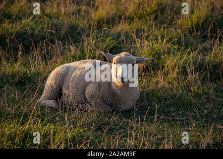 Portrait of Sheep sitting on a meadow, sunny. England. Typical english sheep grazing. Stock Photo