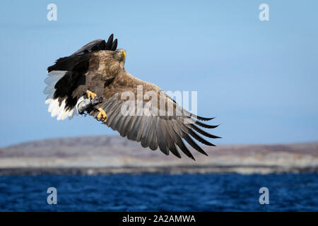 White-tailed sea eagle (Haliaeetus albicilla) in flight with caught fish, looking at camera, Flatanger, Norway Stock Photo