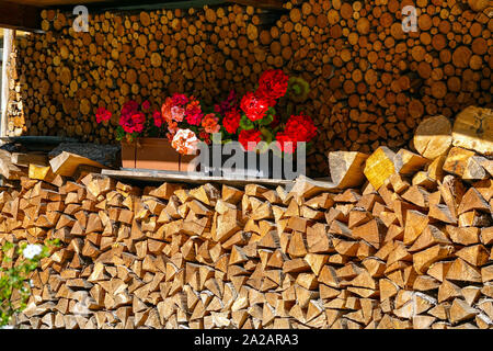 Log pile, wood with geraniums, Penia, Alba-Penia, Autumn in the Italian Dolomites, Canazei, Italy Stock Photo