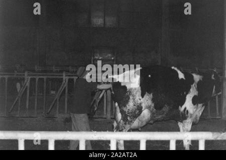 Italy, Casorezzo, Work in the stable, Silvano Crespi Stock Photo - Alamy