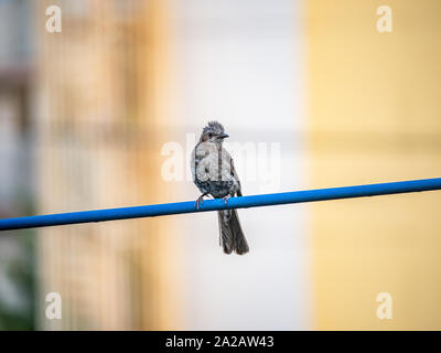 A Japanese brown-eared bulbul, Hypsipetes amaurotis, perches on a utility line. Stock Photo