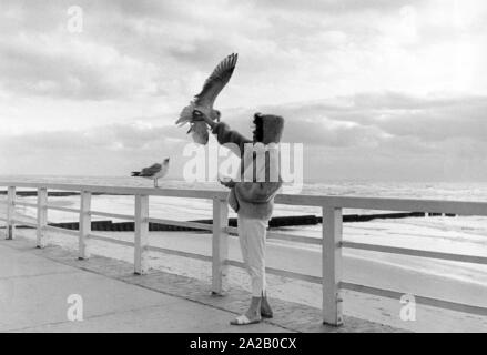 A woman feeding seagulls on the beach of Westerland. Stock Photo
